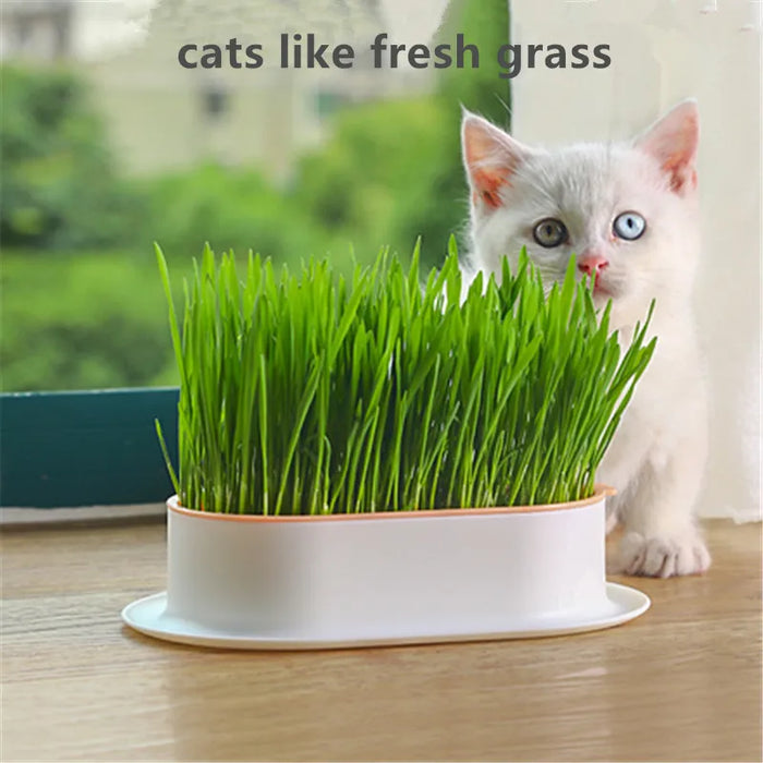 Enagua Mart Cat Grass Hydroponic Box – Creative Indoor & Outdoor Garden Pot