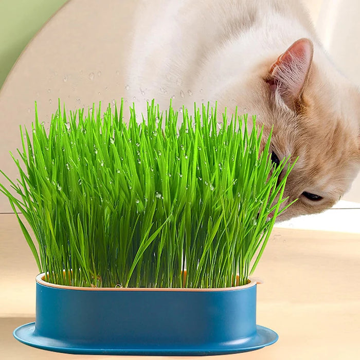 Enagua Mart Cat Grass Hydroponic Box – Creative Indoor & Outdoor Garden Pot